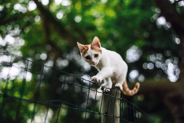 Enfoque selectivo tiro de un lindo gatito en una valla con los árboles en el fondo tomada en París — Foto de Stock