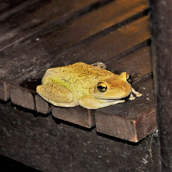 Zbliżenie Ujęcie Żółtej Wschodniej Spadefoot Ropuchy Drewnianej Powierzchni — Zdjęcie stockowe