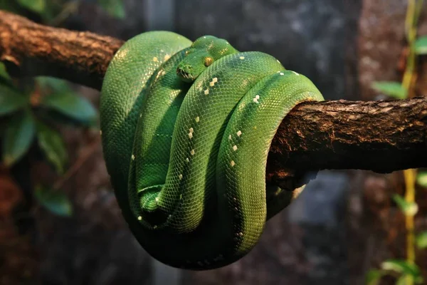 Tiro de close-up de uma cobra verde exótica em um ramo no meio da floresta — Fotografia de Stock