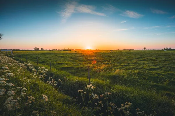 Hollanda, Zeeland 'de yakalanan yeşil tarlaların ve çiçeklerin güzel manzarası — Stok fotoğraf