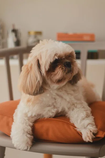 Bulanık Arka Planda Sevimli Beyaz Bir Pekapoo Köpeğinin Dikey Yakın — Stok fotoğraf