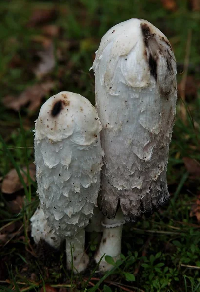 Vertikala skott av några exotiska svampar på gräset täckt fält i mitten av skogen — Stockfoto