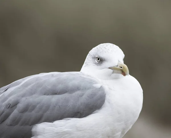 Closeup Shot Cute Seagull Perched Wood Blurred Background Sylt Germany — 스톡 사진