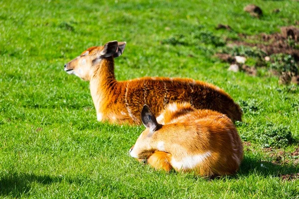 Selective Focus Shot Cute Deers Relaxing Middle Day Middle Park — Stock Photo, Image