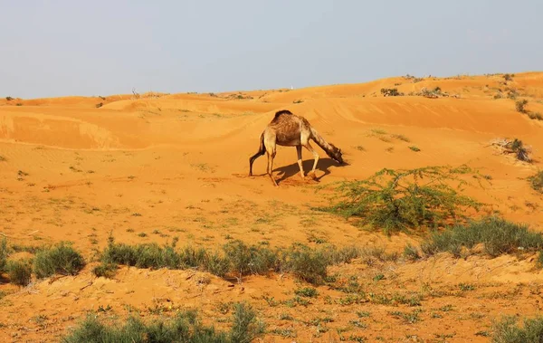 Una Hermosa Toma Hermoso Camello Desierto Ras Khaima Los Emiratos — Foto de Stock
