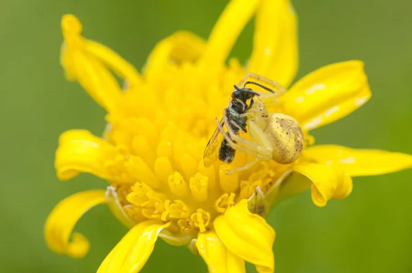 Szelektív fókusz felvétel egy méh ül egy sárga virág elmosódott zöld háttér — Stock Fotó