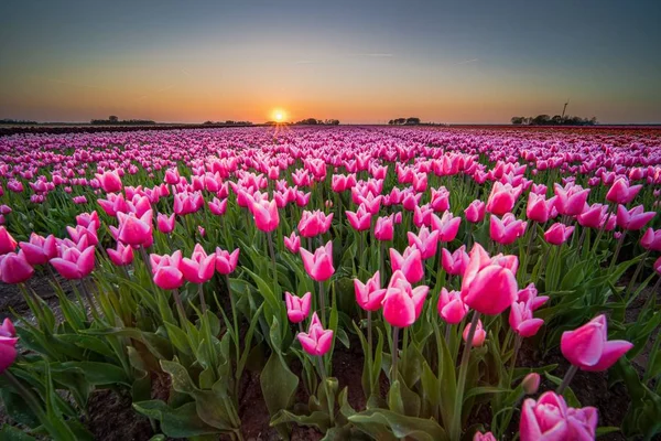 Beau Champ Tulipes Roses Avec Coucher Soleil Couper Souffle Arrière — Photo