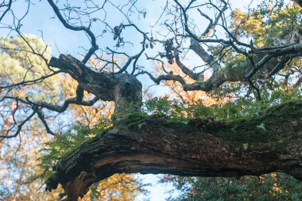 Gros Plan Arbre Couvert Mousse Verte Dans New Forest Près — Photo