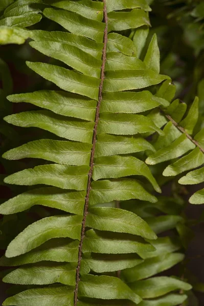 Verticale close-up shot van een beutiful tak van een varen plant — Stockfoto