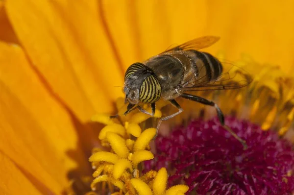 Szelektív fókusz felvétel egy méh eszik a finom nektár egy virág sárga szirmok — Stock Fotó