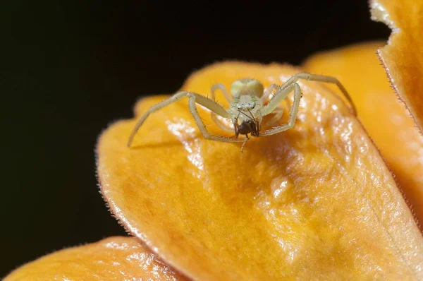 Выборочный фокус снимка маленького паука на лепестке оранжевого цветка на черном фоне — стоковое фото