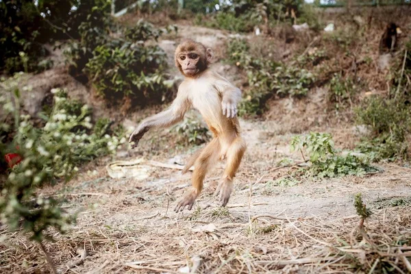 Eine Nahaufnahme Eines Niedlichen Affenbabys Das Mit Verschwommenem Hintergrund Auf — Stockfoto