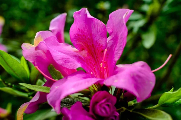 Primo piano di un bellissimo fiore rosa petalo su uno sfondo sfocato nel villaggio di Pinglin, Taiwan — Foto Stock