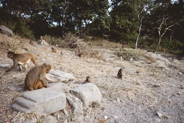 Arka Planda Ağaçlarla Tepede Yürüyen Maymunların Yakın Plan Fotoğrafı — Stok fotoğraf