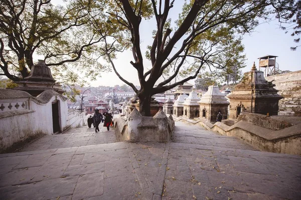 Grand arbre au milieu d'un escalier dans un temple hindou au Népal — Photo