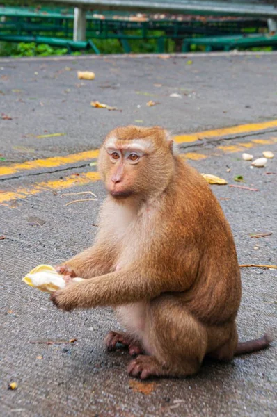 Een Verticaal Schot Van Een Schattige Aap Zittend Straat Etend — Stockfoto