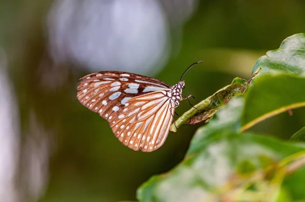 Gros plan d'un papillon à pattes de brosse sur une plante verte avec un fond flou — Photo