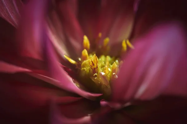 Primer plano de una hermosa flor rosa exótica en un jardín — Foto de Stock