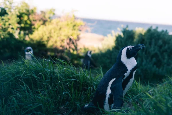 Неглибока Фокусна Фотографія Пінгвіна Сидить Свіжій Зеленій Траві — стокове фото