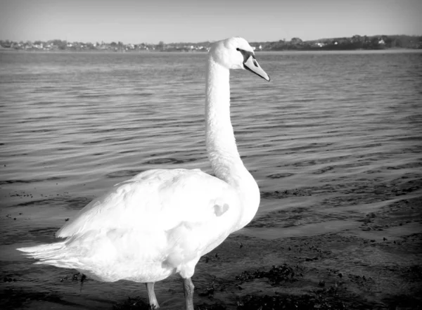 Grautöne eines schönen weißen Schwans in der Nähe des Sees bei Tag — Stockfoto