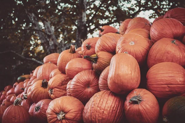 Closeup shot of piled pumpkins and squashes - Halloween concept — Stock Photo, Image