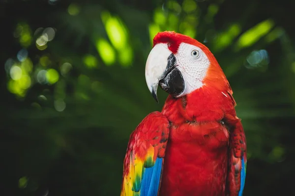 Roztomilé šarlatové Macaw s barevným peřím se zelenými rostlinami v rozmazaném pozadí — Stock fotografie