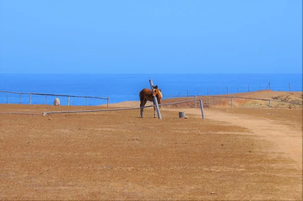 Cavallo Marrone Solitario Piedi Vicino Tubo Bancarelle Cavalli Riva Mare — Foto Stock