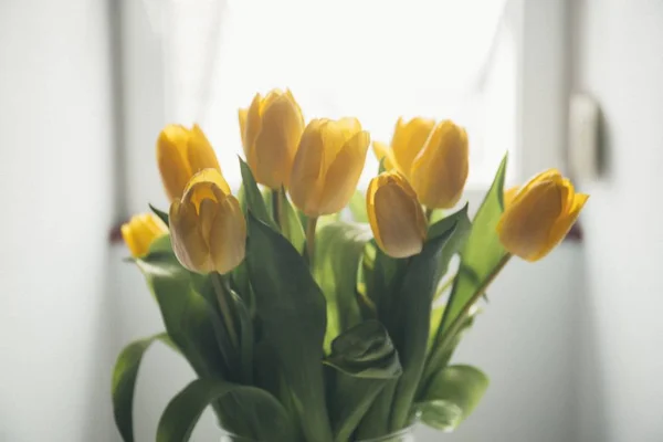 Крупним планом знімок красивих жовтих тюльпанів на білій землі — стокове фото