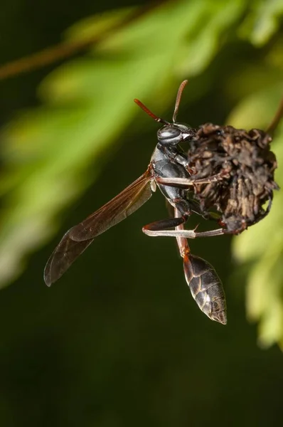 Tiro foco seletivo vertical de um inseto com fundo embaçado — Fotografia de Stock