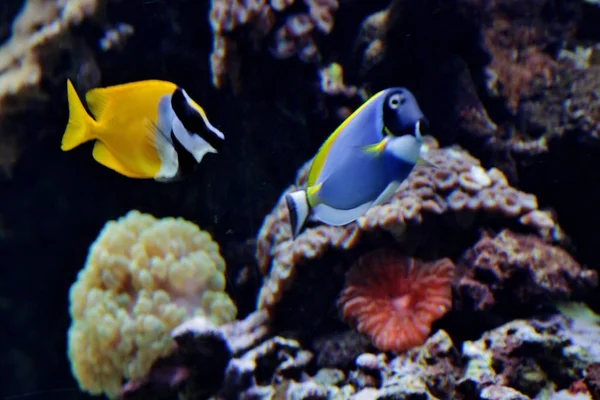 Primer plano de peces de arrecife de coral cerca de los corales en el fondo del océano —  Fotos de Stock