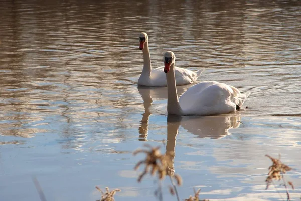 Closeup Shot Two White Swans Swimming Lake Daytime — 스톡 사진