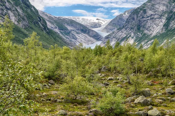 Eine Atemberaubende Szenerie Einer Grünen Landschaft Mit Vielen Bäumen Umgeben — Stockfoto