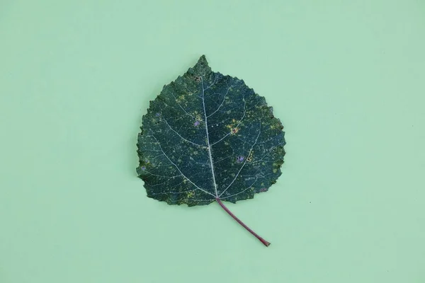 Tiro Ângulo Alto Uma Bela Folha Verde Isolada Fundo Verde — Fotografia de Stock