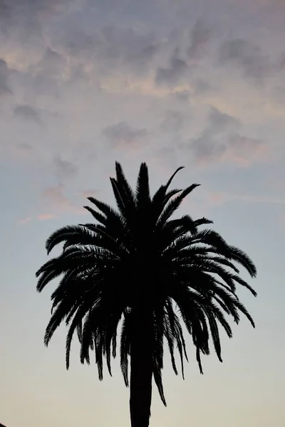 Colpo verticale di una silhouette di palma sotto il cielo nuvoloso - perfetto per carta da parati verticale — Foto Stock