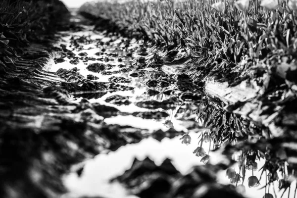 튤립밭 한 가운데에서 빗물을 찍은 회색 칼레 — 스톡 사진