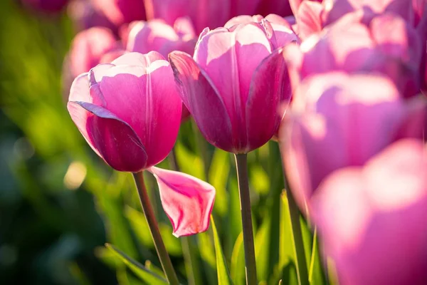 Beau coup de champ de tulipes roses - idéal pour un fond d'écran ou un fond naturel — Photo