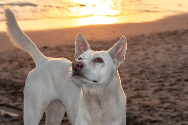 Primer Plano Lindo Perro Jindo Blanco Coreano Playa Mirando Hacia —  Fotos de Stock
