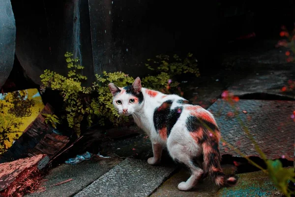 Gato preto e branco bonito na rua à noite olhando diretamente para a câmera — Fotografia de Stock