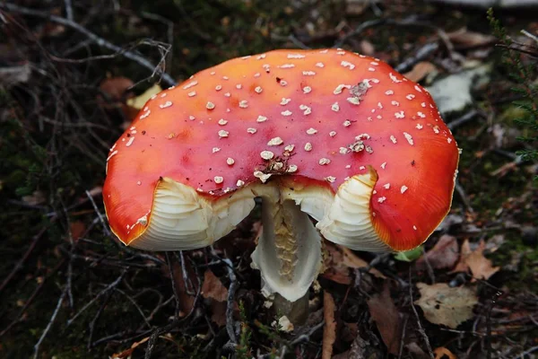 Gros plan d'un champignon exotique rouge au milieu d'une forêt tropicale — Photo