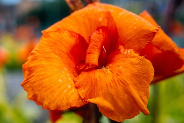 Zdjęcia z bliska pięknego pomarańczowo-płatkowego kwiatka - idealne na naturalne tło — Zdjęcie stockowe