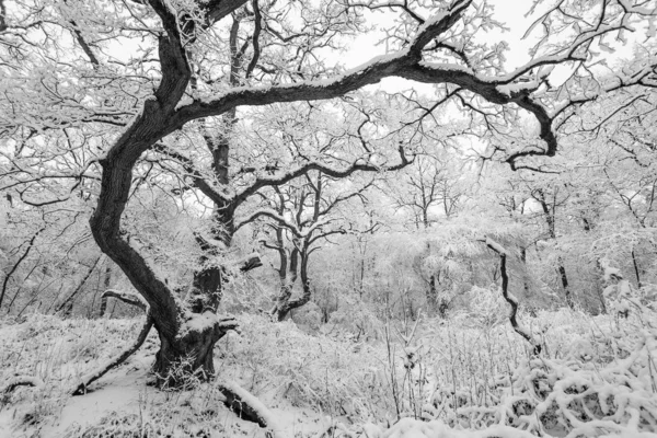 Fascinující Záběr Lesa Stromy Pokrytými Sněhem Zimě Ideální Pro Tapety — Stock fotografie