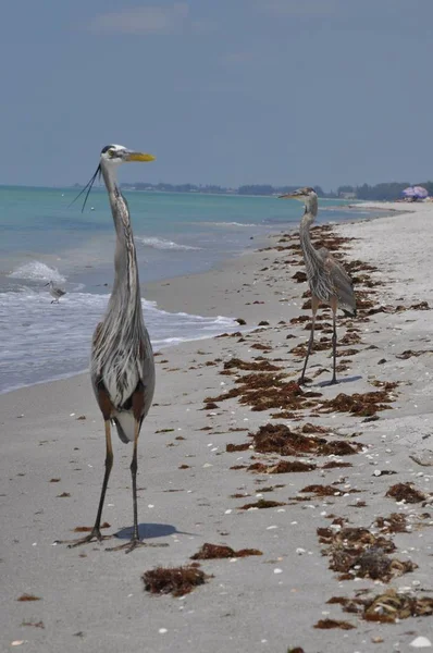 Fotografie Verticală Doi Mari Heroni Albastri Plaja Din Apropierea Valurilor — Fotografie, imagine de stoc