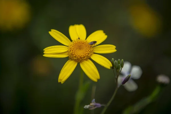 Selektive Fokusaufnahme schöner gelber Blumen in einem Wald mit verschwommenem Hintergrund — Stockfoto