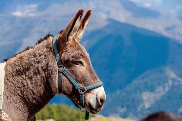 Closeup Shot Head Cute Donkey Mountains Background — Stock Photo, Image