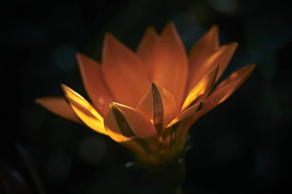 Primer plano de una exótica flor naranja con un fondo borroso oscuro — Foto de Stock