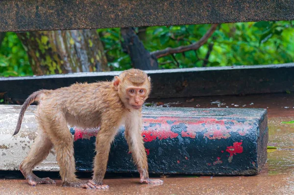 Ein Niedlicher Brauner Affe Mit Nassem Fell Der Der Nähe — Stockfoto