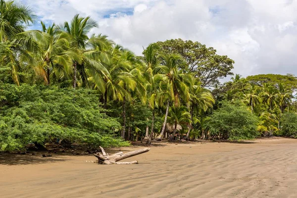 Santa Catalina Panama Çeşitli Yeşil Bitkilerle Dolu Güzel Bir Kumsal — Stok fotoğraf