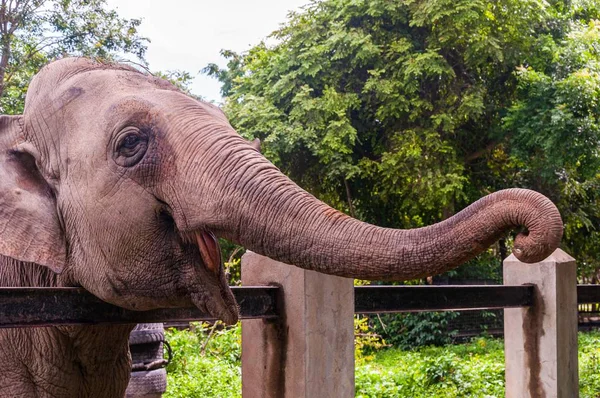 Nahaufnahme Eines Glücklichen Elefanten Der Seinen Rüssel Zoo Zeigt — Stockfoto