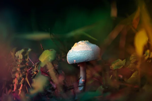 Closeup tiro de foco seletivo de um cogumelo que cresce no meio de uma floresta — Fotografia de Stock