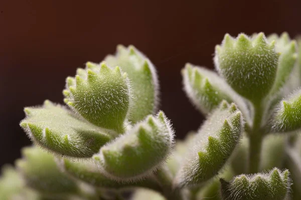 Fotografía macro de plantas escabrosas sobre fondo borroso — Foto de Stock